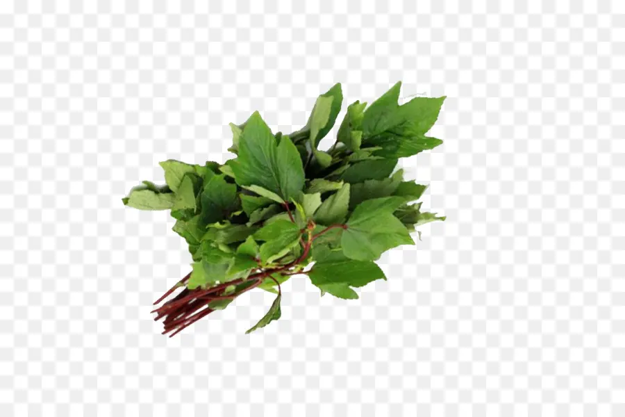 Gongura，A Culinária Indiana PNG