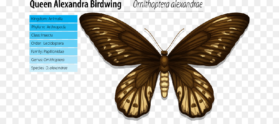 A Rainha Alexandra Birdwing，A Rainha Alexandra Memorial PNG