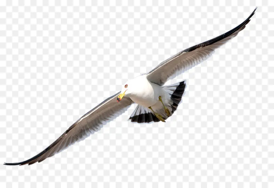 Aves，Gaivotas PNG