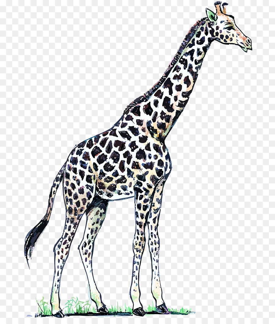 Girafa，Alto PNG