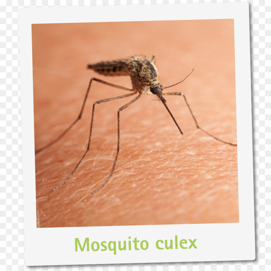 Mosquito，Culex PNG