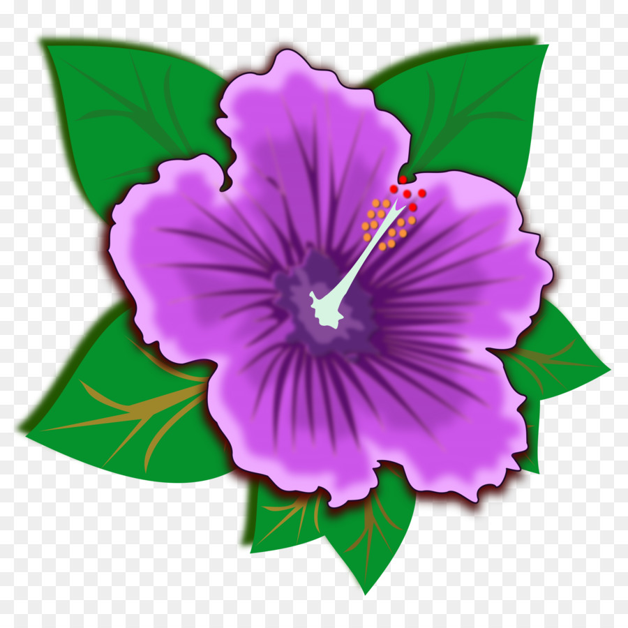 Aranha De Hibisco，Shoeblackplant PNG