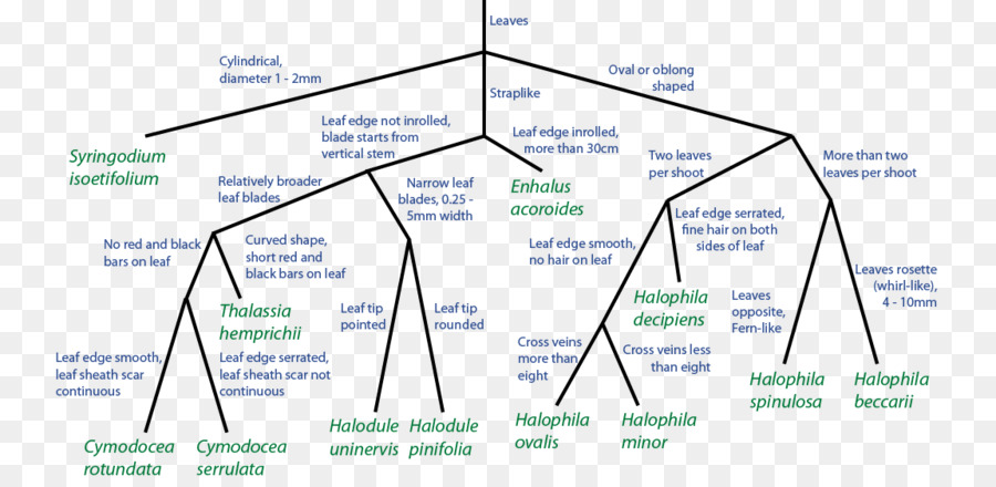 Diagrama De，Algas Marinhas PNG