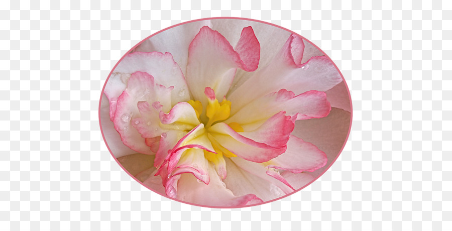 Rosa M， PNG