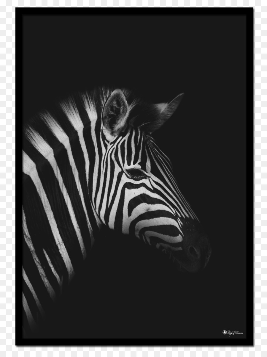 Zebra，Listras PNG