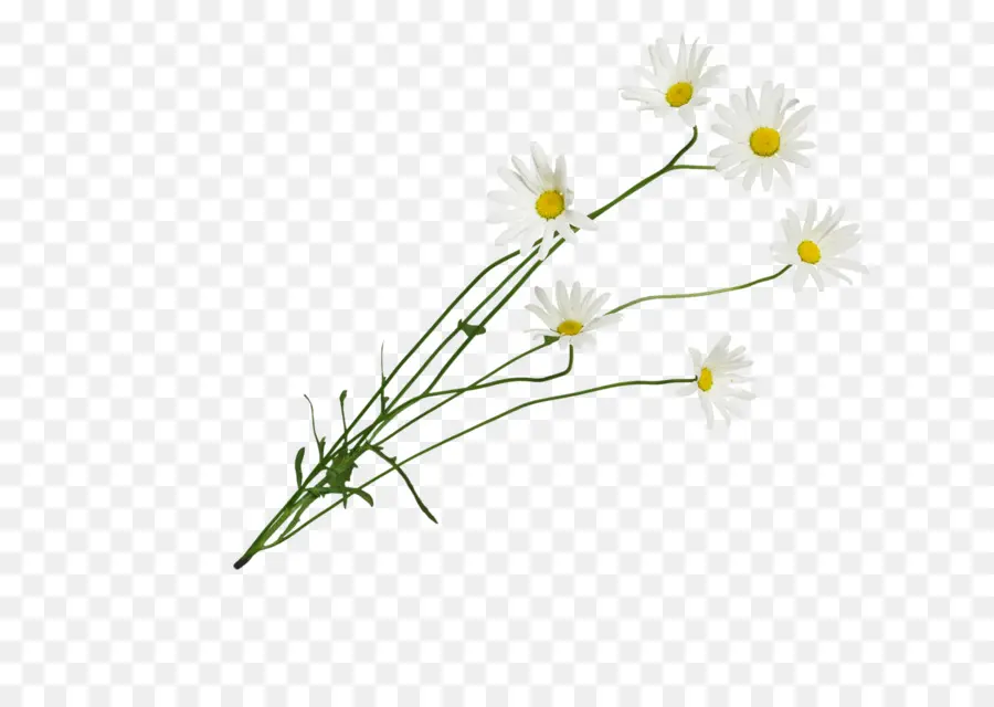 Comum Daisy，Flores De Corte PNG