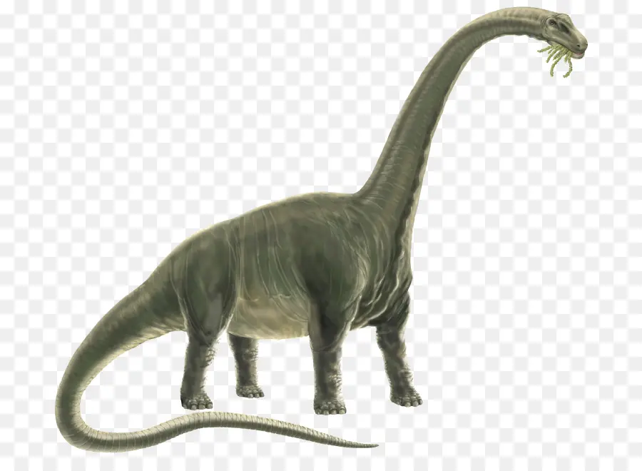 Dinossauro，Animais PNG