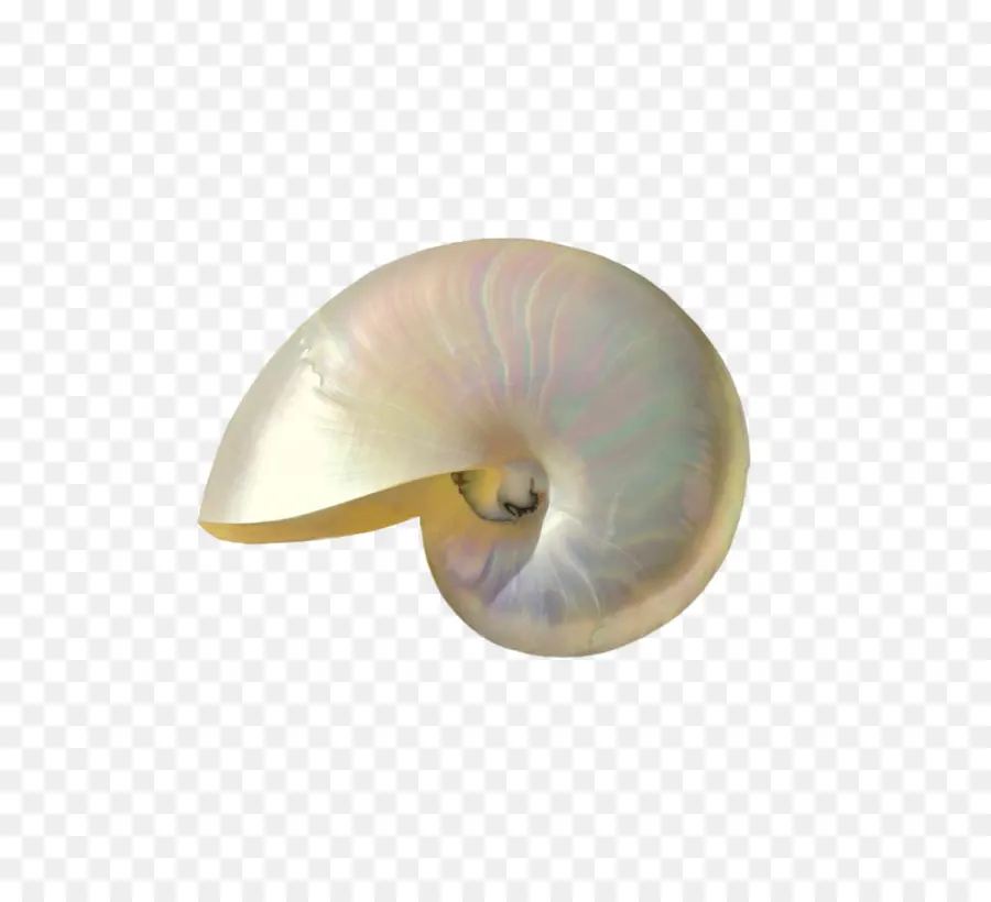 Seashell，Nautilus PNG