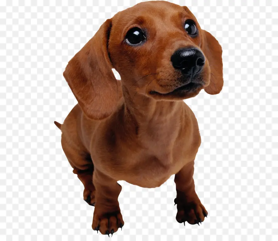 Dachshund，Filhote De Cachorro PNG