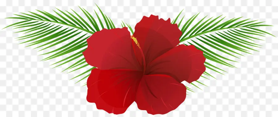 Flor De Hibisco，Vermelho PNG