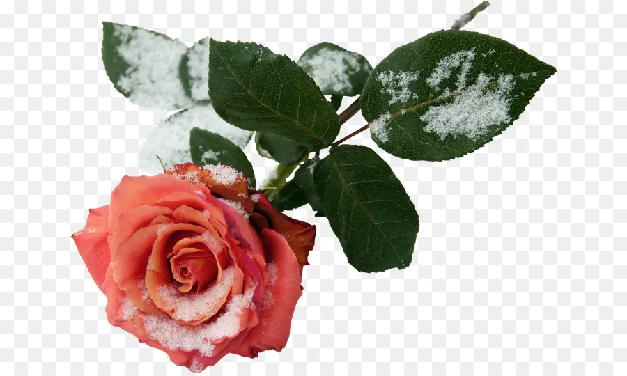 Rosa Com Neve，Neve PNG