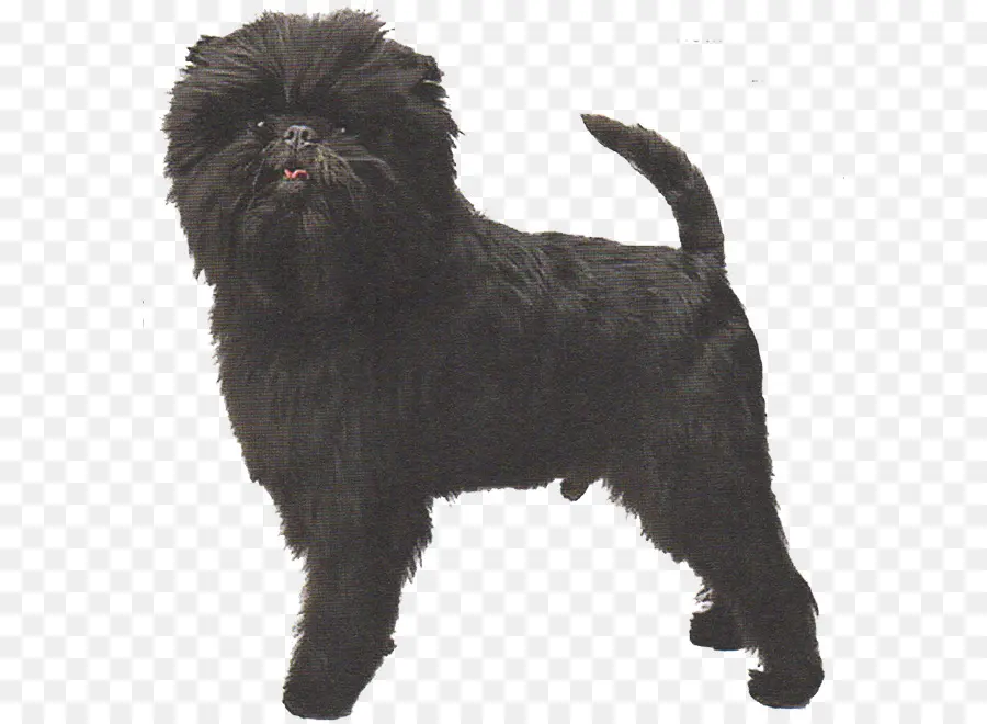 Affenpinscher，Westminster Kennel Club Dog Show PNG