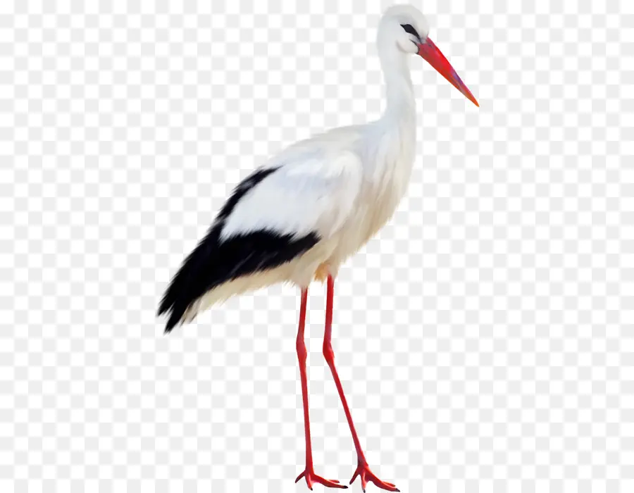 A Cegonha Branca，Aves PNG