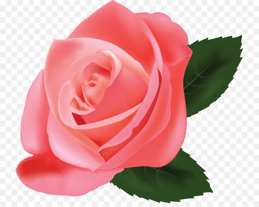 Rosa Rosa，Florescer PNG