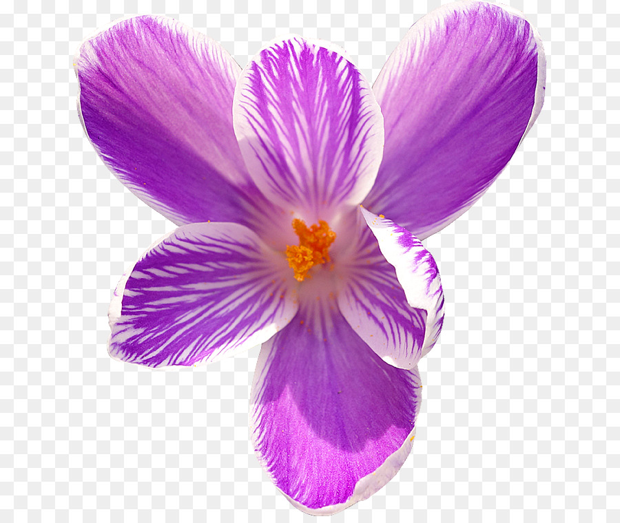 Flor，Royaltyfree PNG