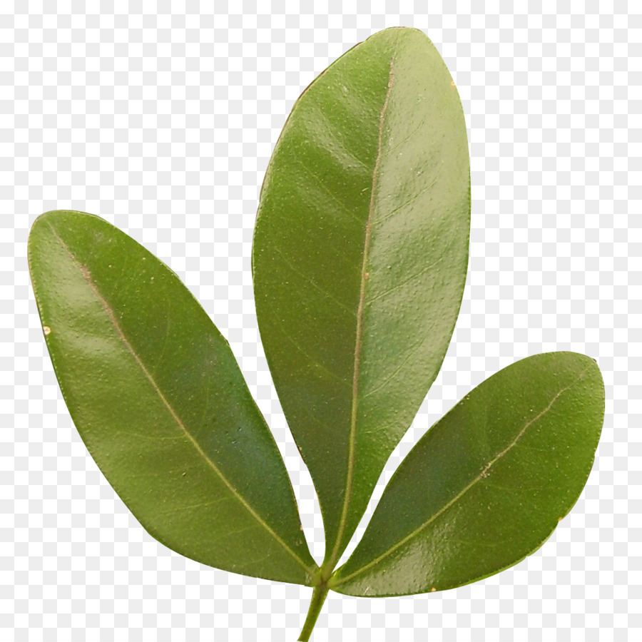 Folhas Verdes，Natureza PNG