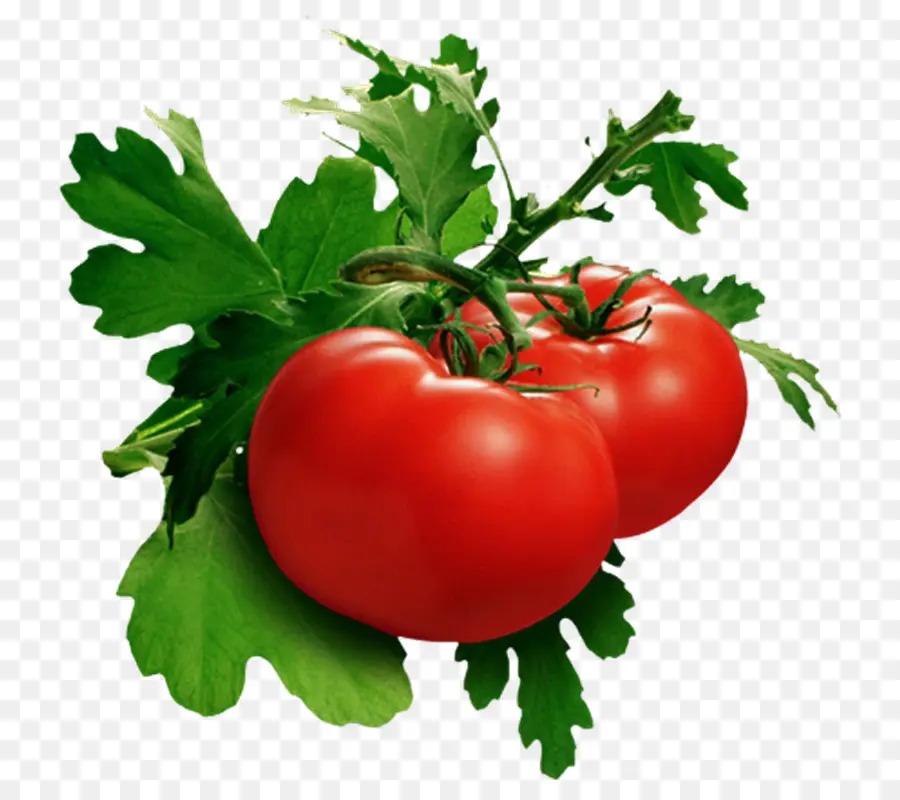 Vegetal，Tomate PNG
