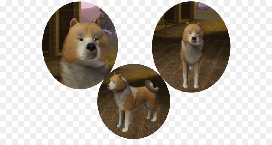 Shiba Inu，Pomeranian PNG