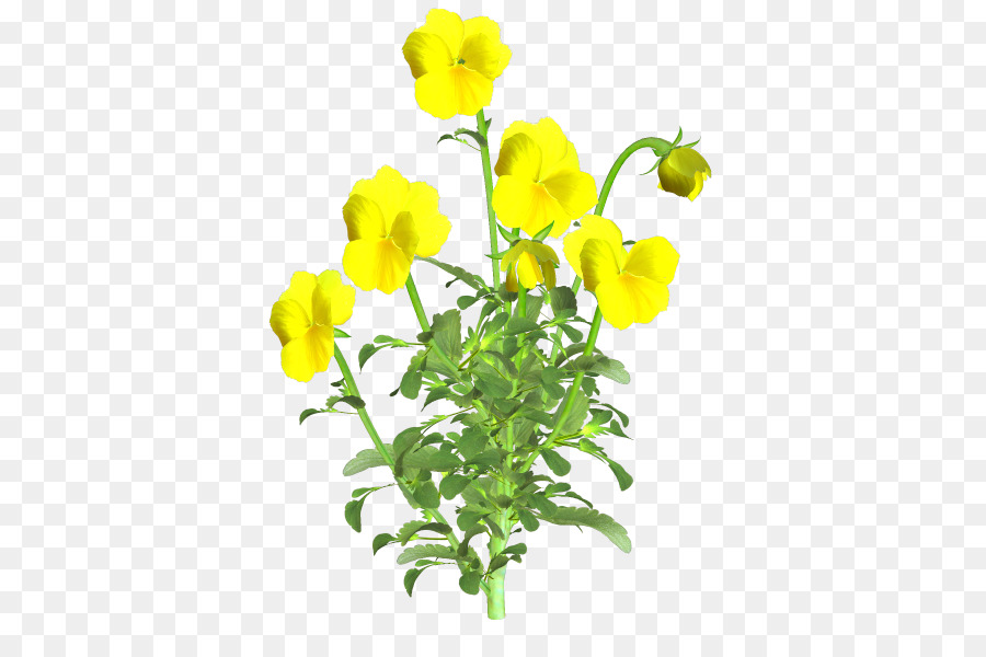 Flores De Corte，Planta PNG