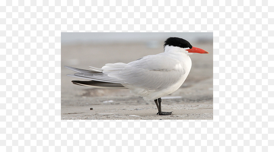 Gaivotas，Aves PNG