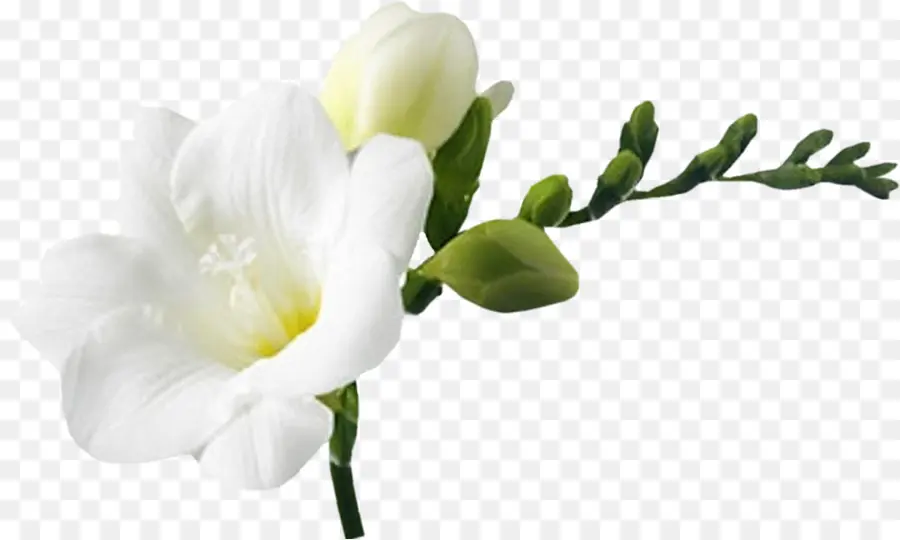 Flor，Branco PNG