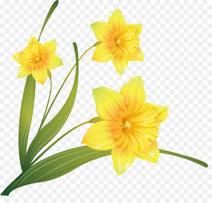 Narciso，Flor PNG