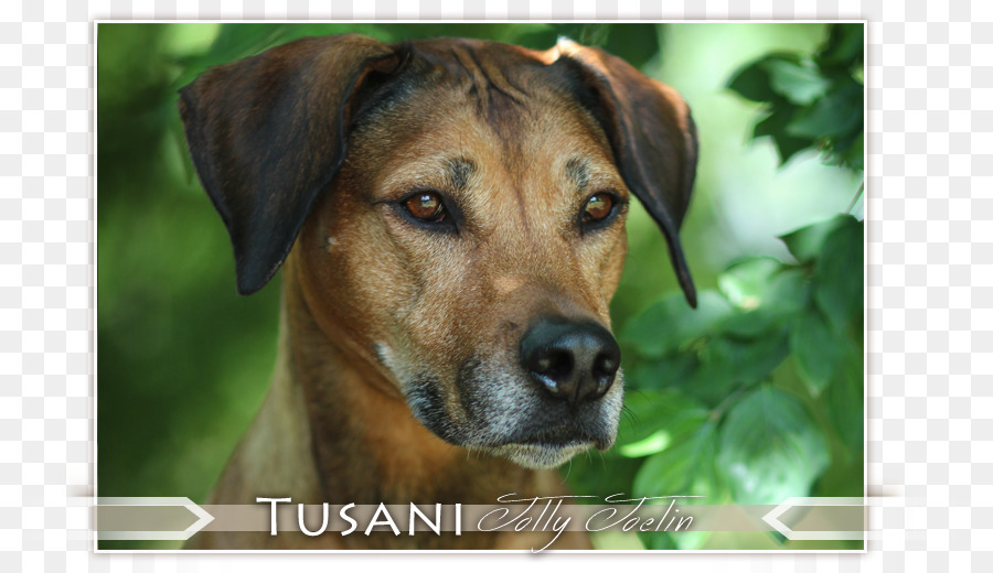 Raça Do Cão，Rhodesian Ridgeback PNG