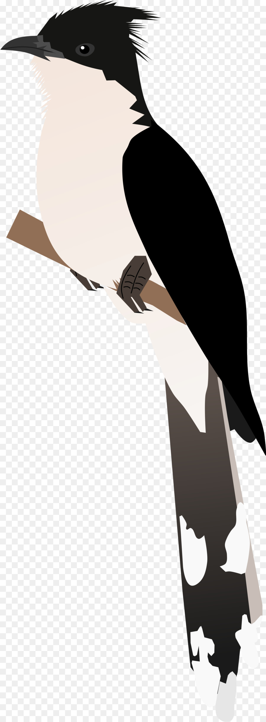 Bico，Aves PNG