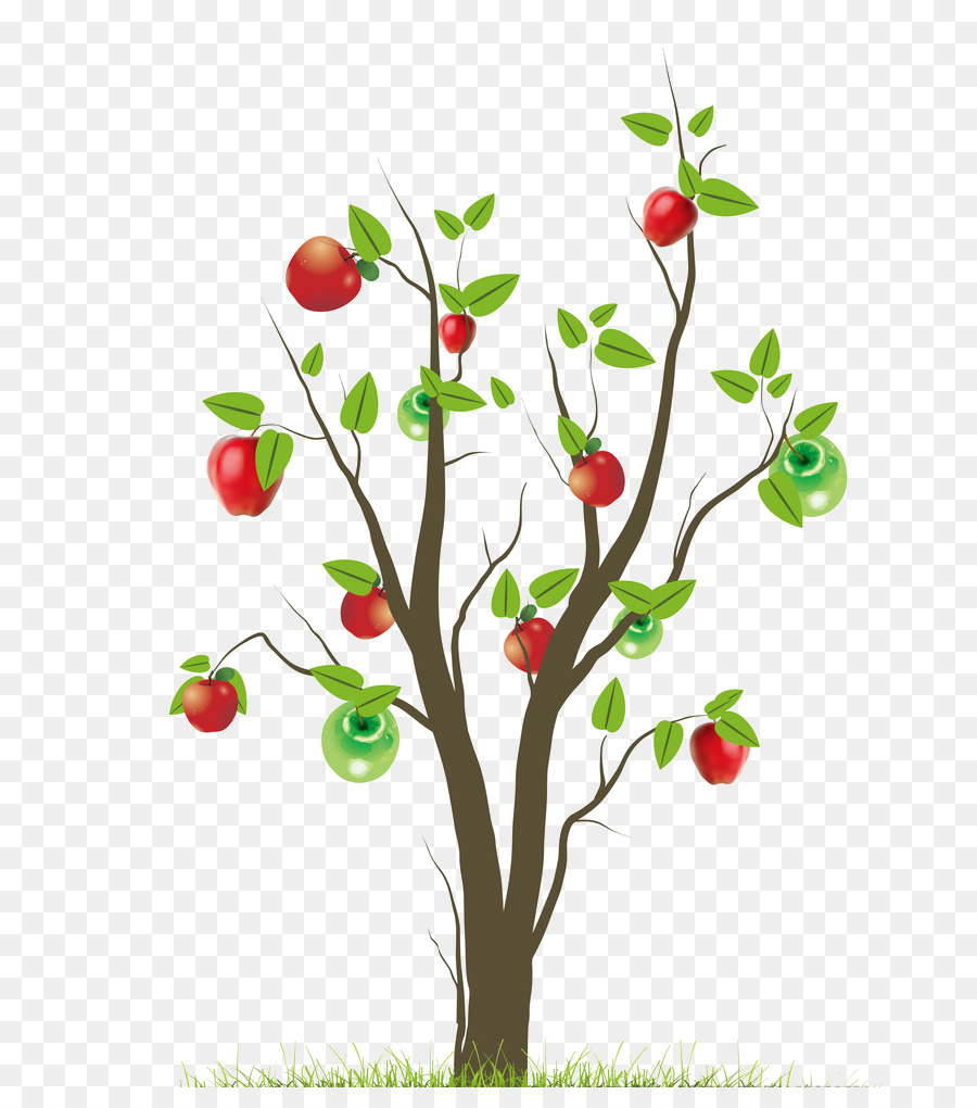 Macieira，Fruta PNG