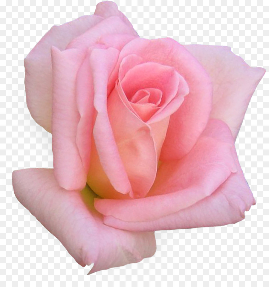 Rosa Rosa，Florescer PNG