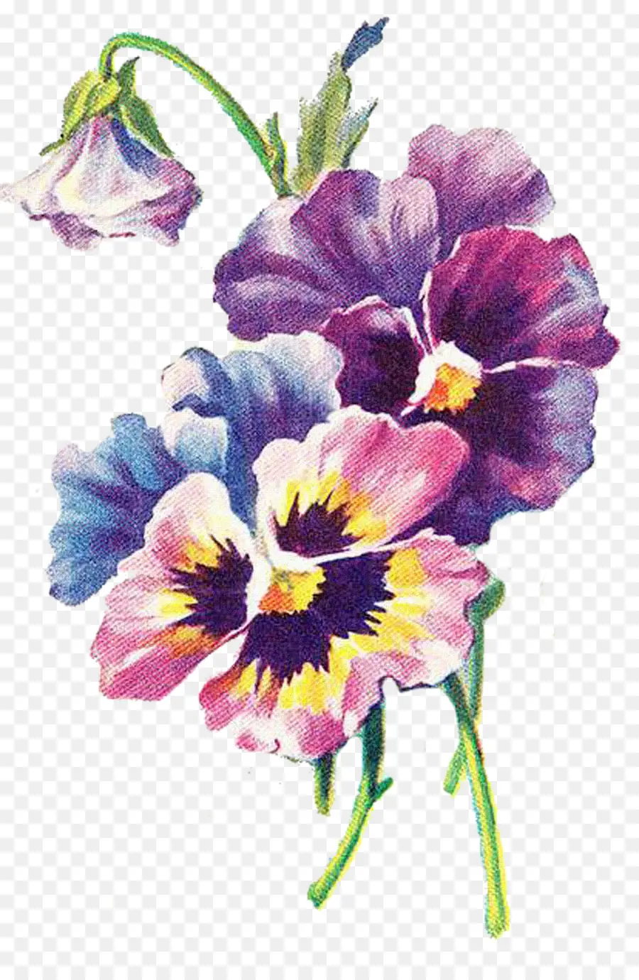 Design Floral，Arte PNG