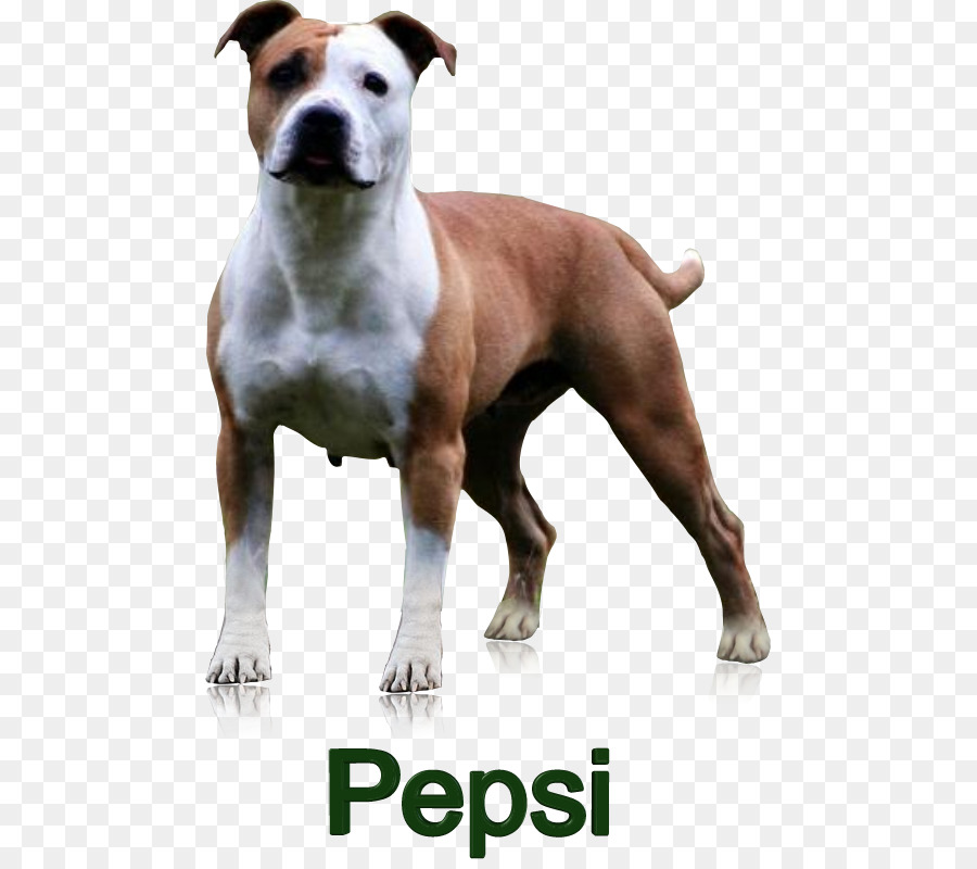 Raça Do Cão，American Staffordshire Terrier PNG