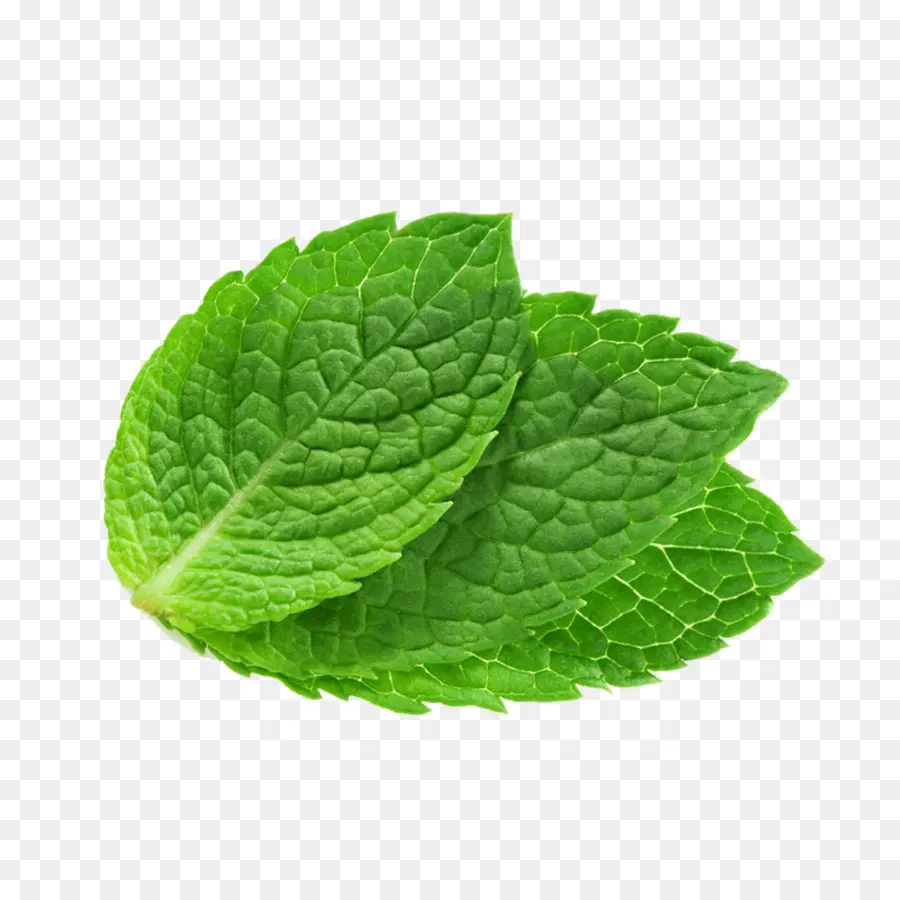 Folhas De Hortelã Verde，Erva PNG