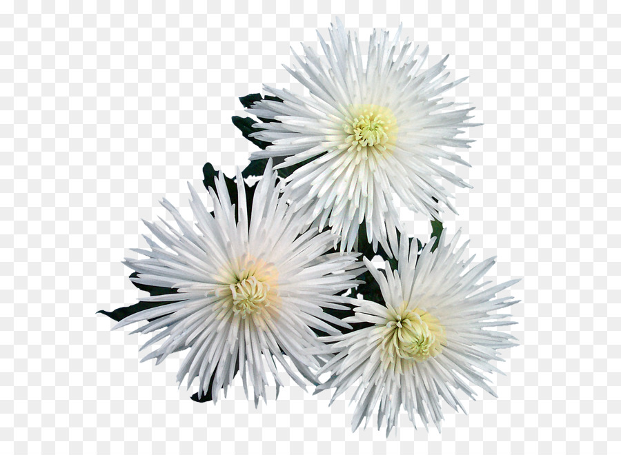 Flores Brancas，Florescer PNG