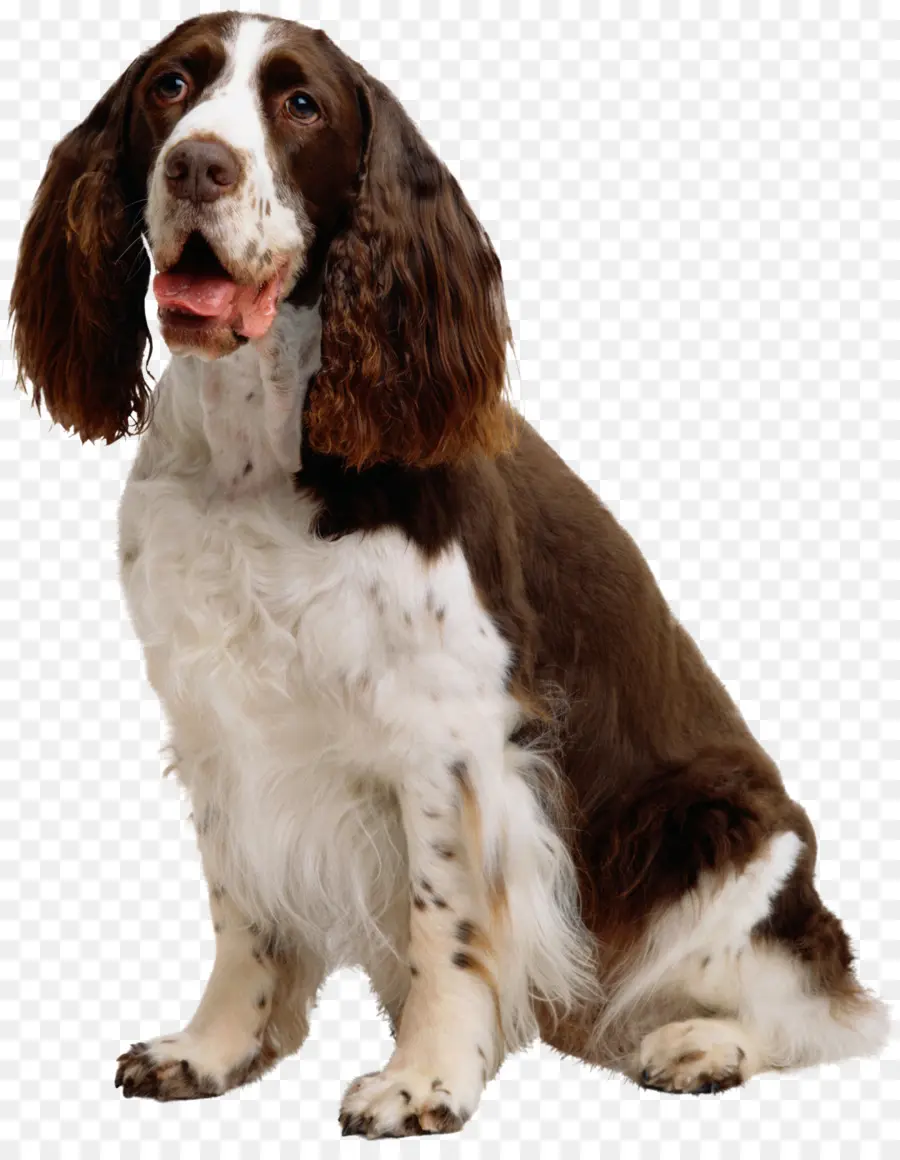 Springer Spaniel Inglês，Gato PNG