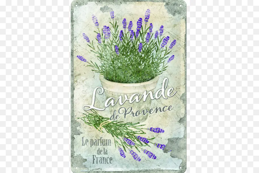 Lavanda，Flor PNG