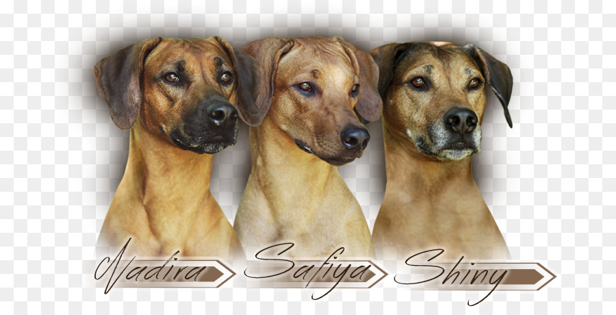 Três Cachorros，Nomes PNG