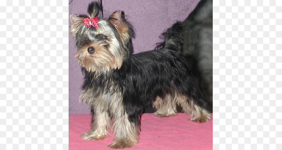 Yorkshire Terrier，Australiano Silky Terrier PNG