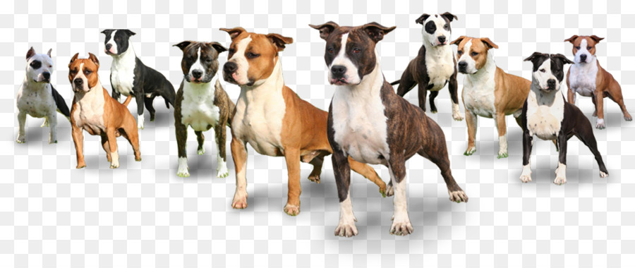 American Staffordshire Terrier，Staffordshire Bull Terrier PNG