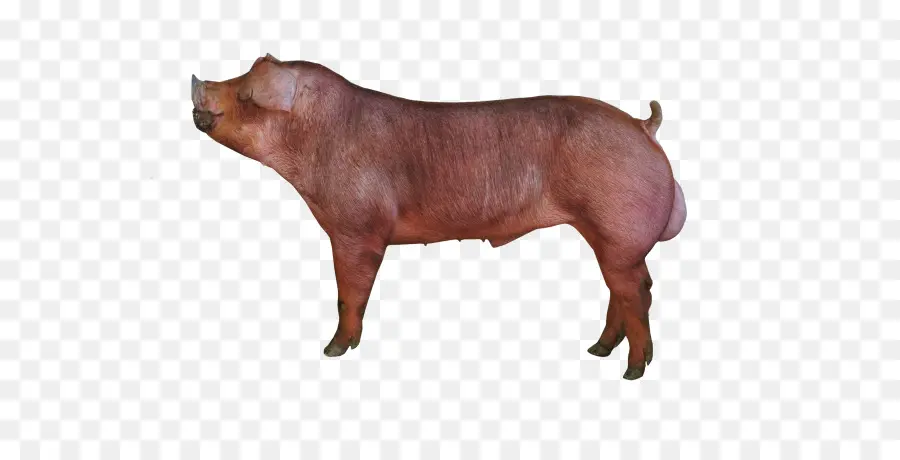 Porco，Fazenda PNG