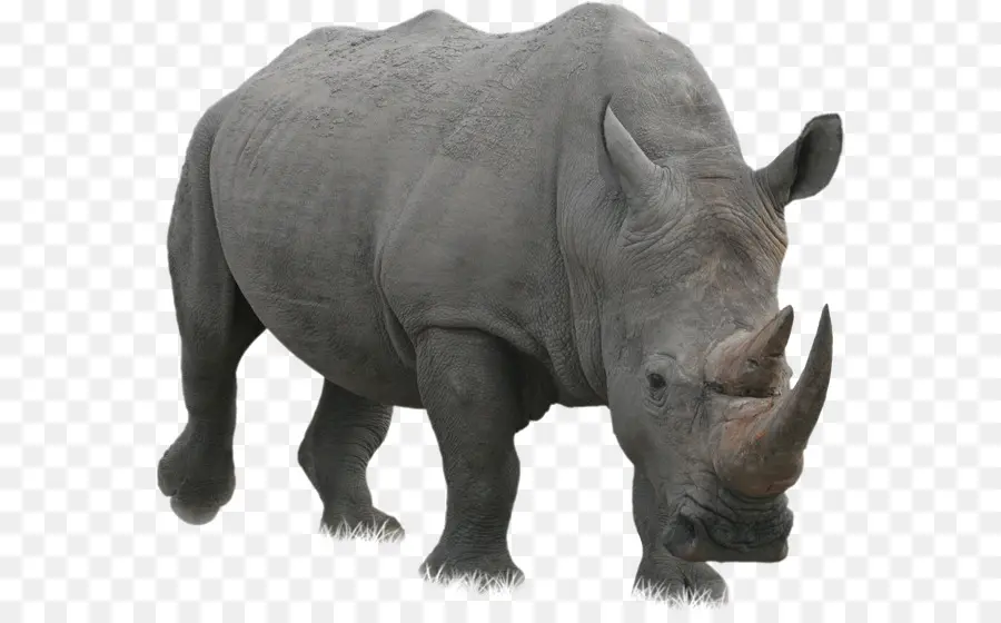 Rinoceronte，White Rhinoceros PNG