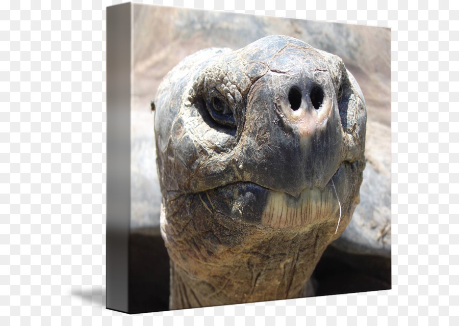 Galapagos Islands，Pinta Island Tortoise PNG