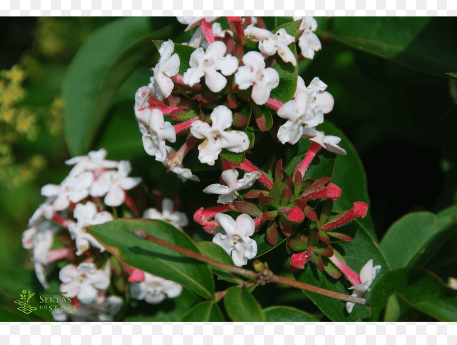 Zabel Tyaihyonii，Viburnum PNG