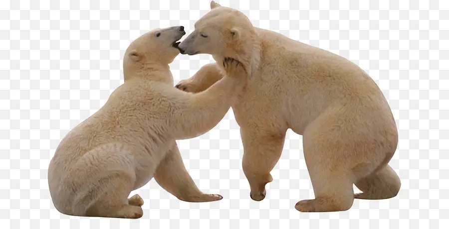 Urso Polar，Urso Polar O Urso Polar O Que Você Coração PNG