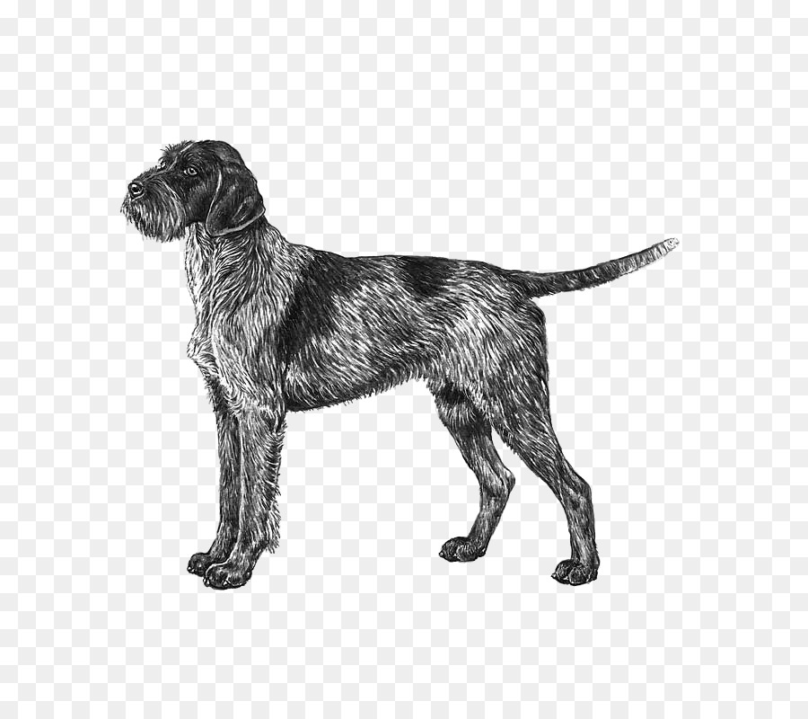 Wirehaired Apontando Grifo，Český Fousek PNG