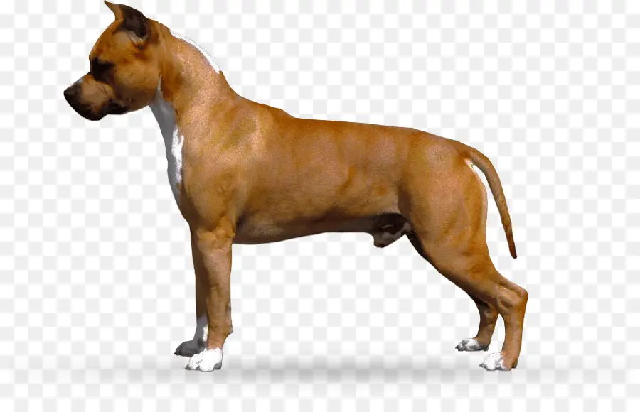 Cachorro，Bicho De Estimação PNG