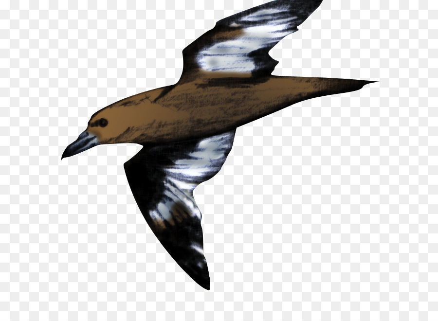 águia，Aves PNG