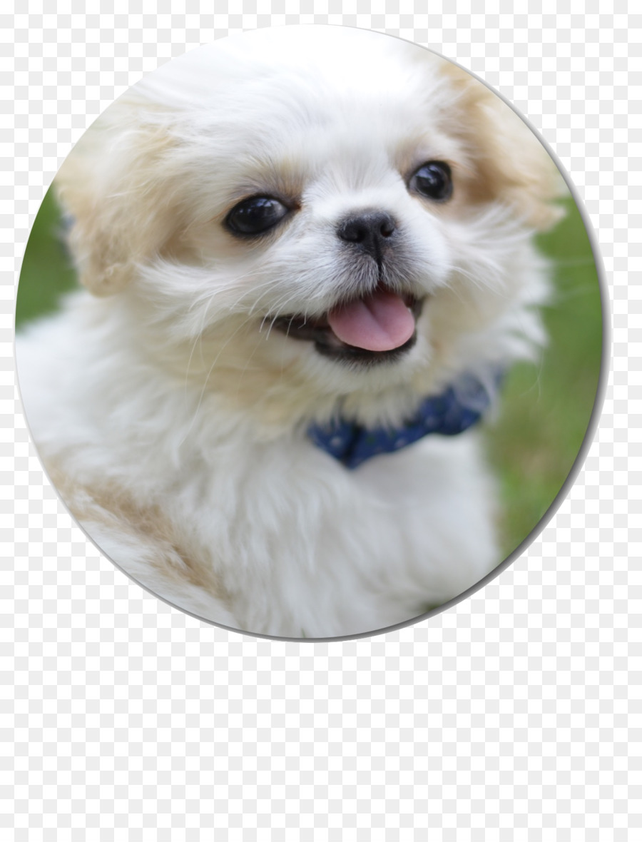 Filhote De Cachorro，Cachorro PNG