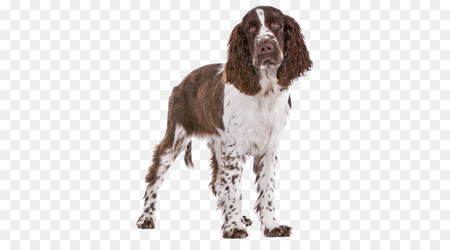 Campo Spaniel，Springer Spaniel Inglês PNG