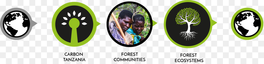 Floresta，Conservação De Florestas Nos Estados Unidos PNG